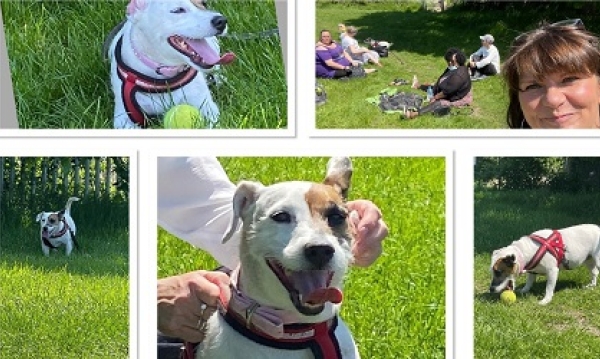 Ruff bank holiday in the park