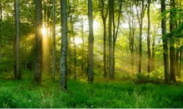 Mental Health & Nature Week