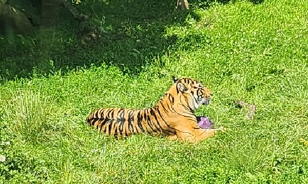 A lot to see and do at London Zoo
