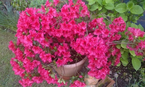 Summer is here - Befriending